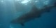 Philippines - 2012-01-16 - 148 - Whale Shark Beach
